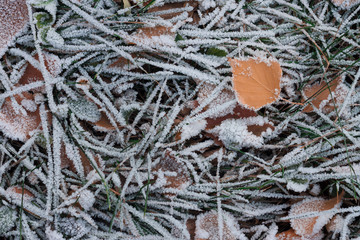 Frosted leaves in the ground.