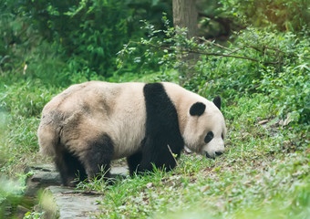 Giant panda eating bamboo