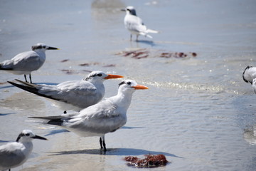 Seagulls on beach