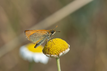 Fototapeta premium Hesperiidae / Siyah Antenli Zıpzıp / / Thymelicus lineolus