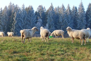 Schafe in herbstlicher Landschaft, Rauhreif, Allgäu, Bayern