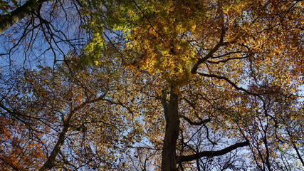 Herbst im Eversten Holz in Oldenburg