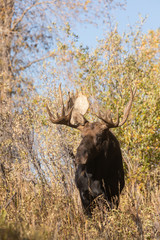 Bull Shiras Moose in Wyoming in Autumn
