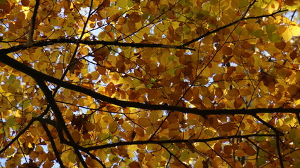 Herbst im Eversten Holz in Oldenburg