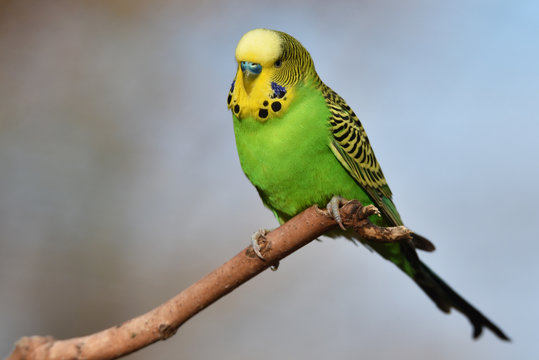 Fototapeta Wellensittich auf einem Ast 