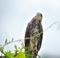 Immature common Black hawk (Buteogallus anthracinus) in Panama, bird of prey in his native habitat.