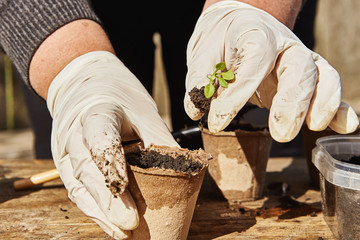 Gardeners hand planting tomato seedlings in pot with dirt or soil