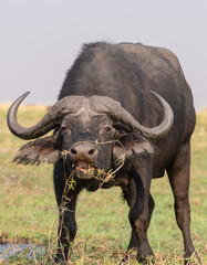 ein afrikanischer Büffel frisst am Ufer des Chobe River, Botswana