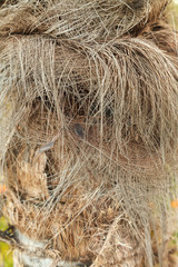 Texture of palm tree bark. Beautiful bark pattern. Close-up.