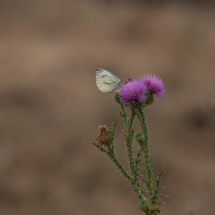 Insects and butterflies in Skåne    lemon butterfly on the thistle