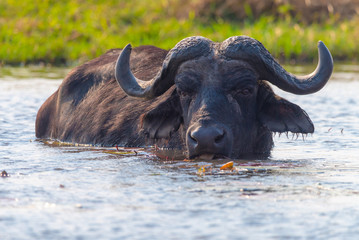Fototapeta premium ein Kaffernbüffel, Syncerus cafferi, steht im Chobe River und säuft Wasser