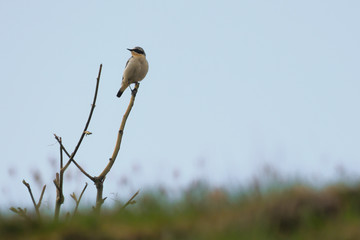 Culbianco (Oenanthe oenanthe) su posatoio in montagna