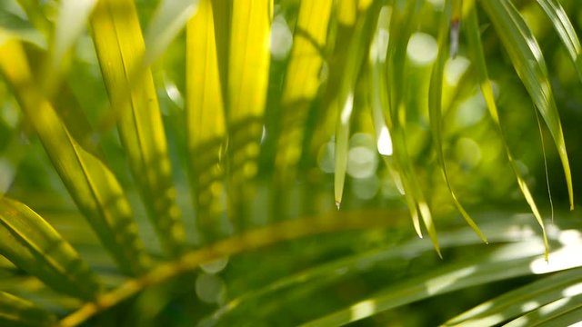 Blur tropical green palm leaf with sun light, abstract natural background with bokeh. Defocused Lush Foliage, veines, striped exotic fresh juicy leaves in shadow. Ecology, summer and vacation concept.