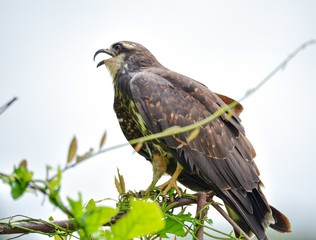 Immature common Black hawk (Buteogallus anthracinus) in Panama, bird of prey in his native habitat.