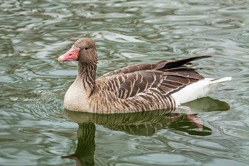 Ducks in Danube river, Budapest, Hungary