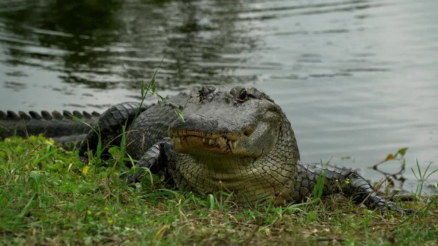 Alligator close-up