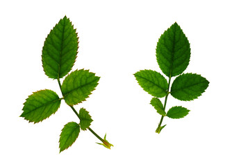 Set of fresh green rose leaves