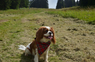 Cavalier King Charles spaniel sitting on a green meadow
