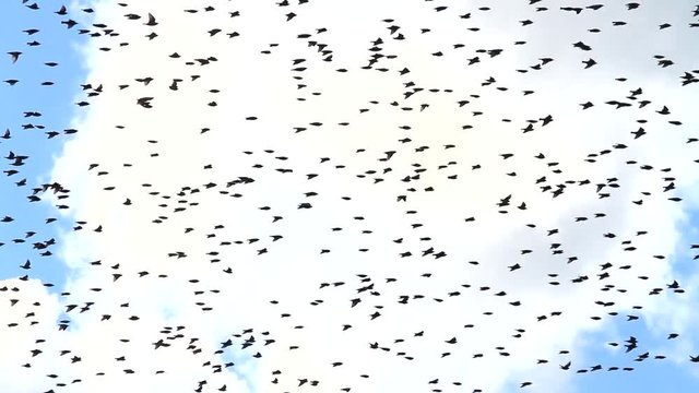 Birds closed the sky and quickly fly