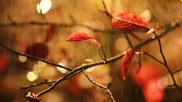 Autumn rain close-up