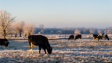 Podlasie szronem malowane-Polska © podlaski49
