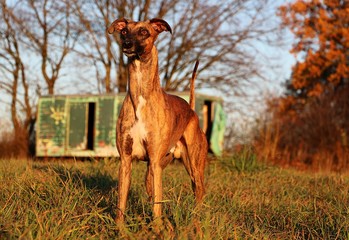 beautiful brindle whippet is standing on a field in the front of an old colorful construction trailer in the autumn sunshine