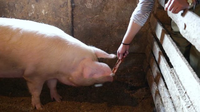 A man lures a pig with a yummy. Real time, natural light, inside the pigsty on the farm, medium shot, contains people