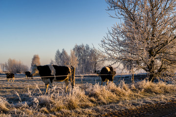 Podlasie szronem malowane-Polska © podlaski49
