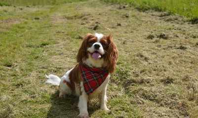 Curious Cavalier King Charles spaniel sitting on a green meadow