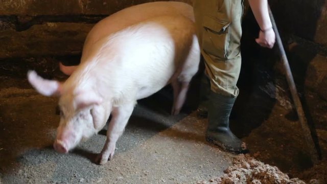 The man removes the litter, on the background of two curious living pink pigs. Real time, natural light, inside the pigsty on the farm, medium shot, contains people