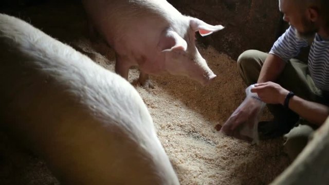 The guy feeding the pigs. Medium shot, real time, indoors, natural light, on a farm in a pigsty, contains one person