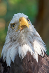 Bald eagle (Haliaeetus leucocephalus)