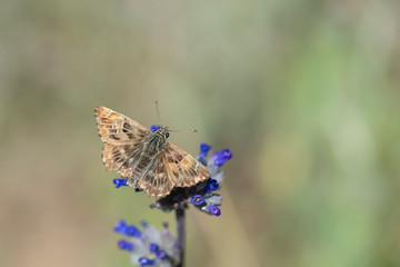 Hesperiidae / Hatmi Zıpzıpı / / Carcharodus alceae