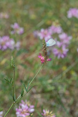 Lycaenidae / Mavi Osiris / / Cupido osiris