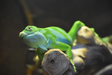 Greens