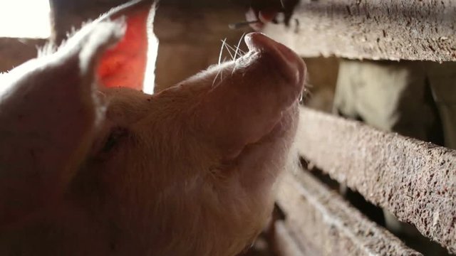 The guy plays with the pig (tickles pig for Piglet). The boar flirts with the person, tries to catch a hand. Head of a pink adult pig close-up, profile. Real time, natural light, indoor, medium shot, 