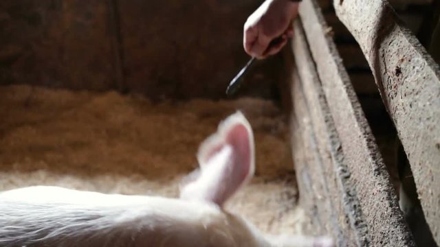 Pig spoon-feed. A man offers an Apple to an animal. Close - up of boar head, indoors, real time, natural light