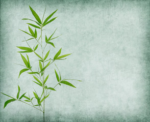bamboo on old grunge paper texture background