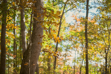 Glowing golden tree in a forest in Autumn