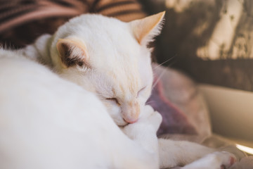 White cats on the couch Near the window with morning light,cat looking out the window on a sunny day