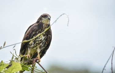 Immature common Black hawk (Buteogallus anthracinus) in Panama, bird of prey in his native habitat.