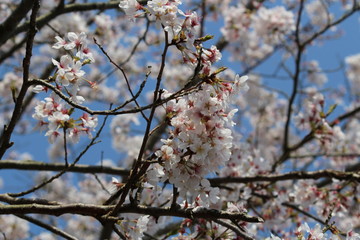 満開の空