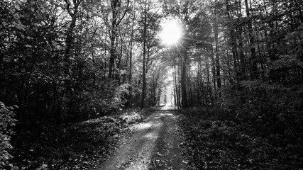 Waldweg in schwarz weiß