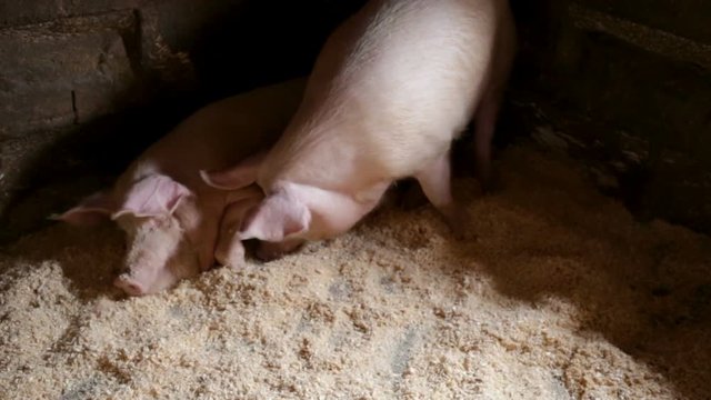 Pig undermined sawdust under its congener, it digs the ground snout, beat pillow, makes a soft slide under the snoot. Real time, natural light, medium shot, in a pigsty on the farm