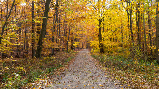 Waldweg #2