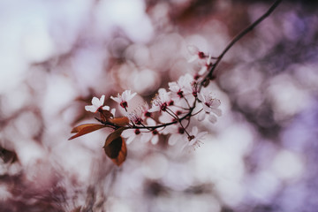 Kwitnąca gałązka wiosną, różowe pączki na drzewach