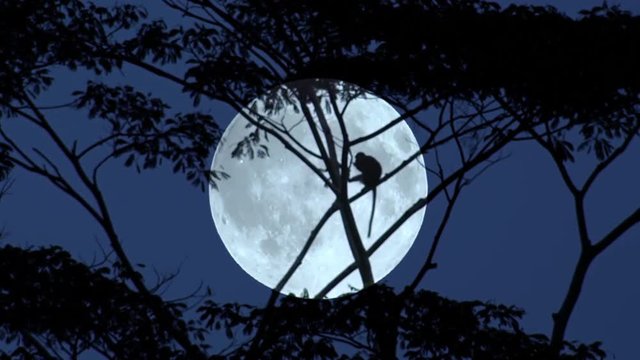 Black silhouette of monkey sitting on tree branch and eating food against dark sky and bright full moon on background. Night life of tropical animals in exotic rainforest. Camera stays still.