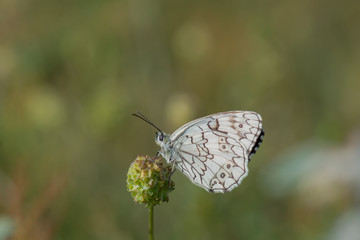 Fototapeta premium Satyridae / Anadolu Melikesi / Balkan Marbled White / Melanargia larissa
