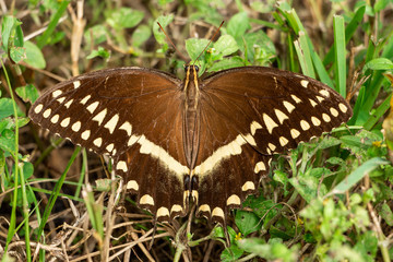 Palamedes swallowtail butterfly (Papilio palamedes) - Long Key Natural Area, Davie, Florida, USA