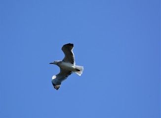 Seabirds, Nature, Ducks, Flying, Shoreline, Water, Seagulls